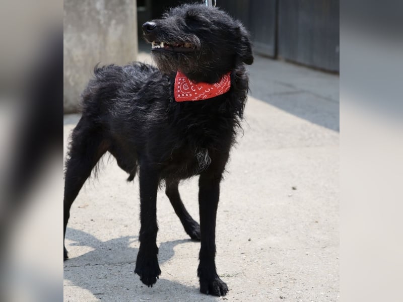 Arca eine winzige Hündin