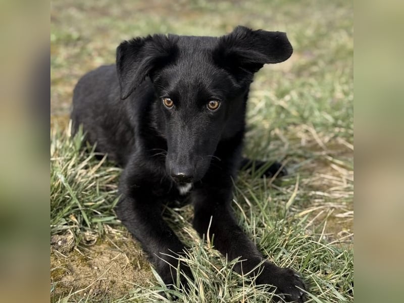 Ikko ein kleiner unglücklicher Engel