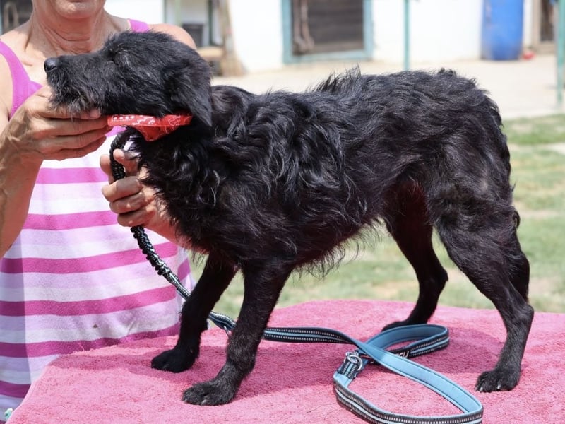 Arca eine winzige Hündin