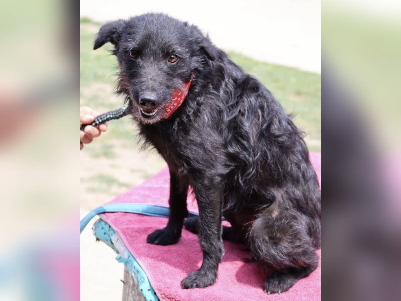 Arca eine winzige Hündin