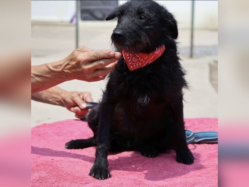 Arca eine winzige Hündin