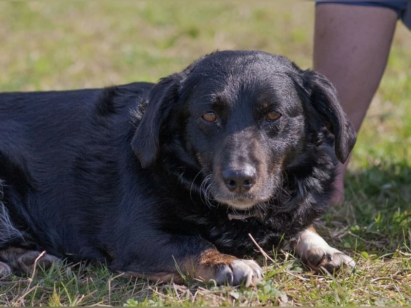 Karlo braucht erfahrene Menschen