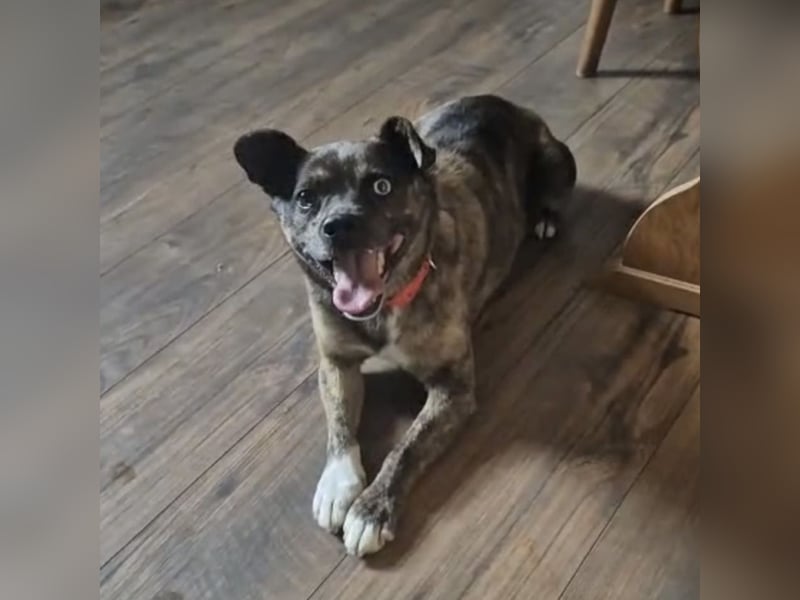 Edo - ein grausames Schicksal