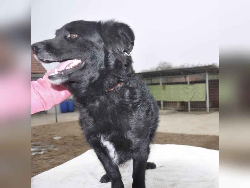 Otto ein pummeliger Bub