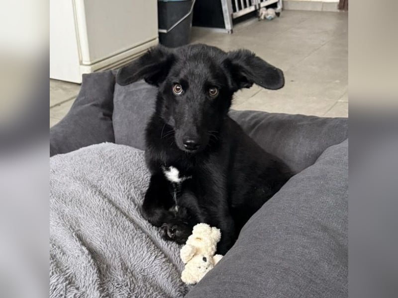 Ikko ein kleiner unglücklicher Engel