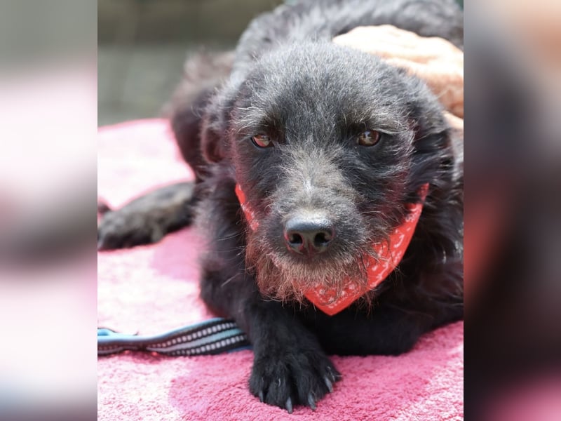 Arca eine winzige Hündin