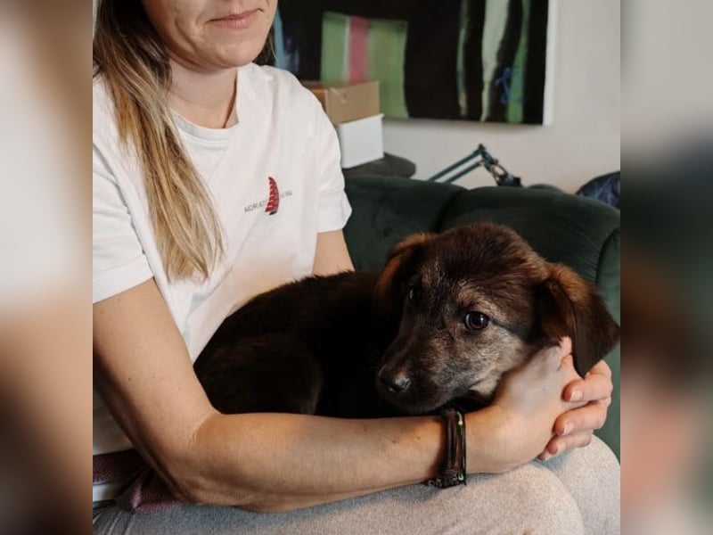 Penny ein sehr braves Welpenmädchen