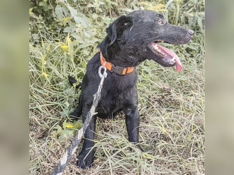 Mao ein mini Familienhund