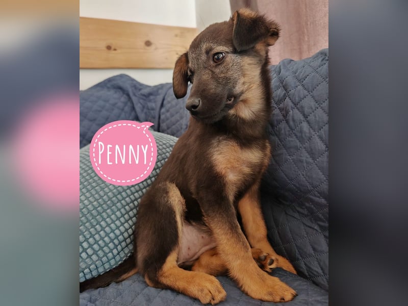 Penny ein sehr braves Welpenmädchen