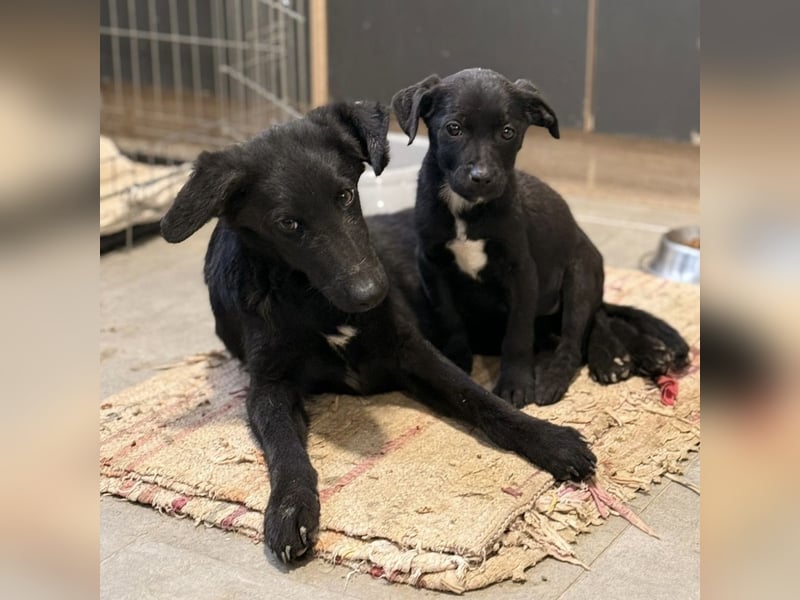 Ikko ein kleiner unglücklicher Engel