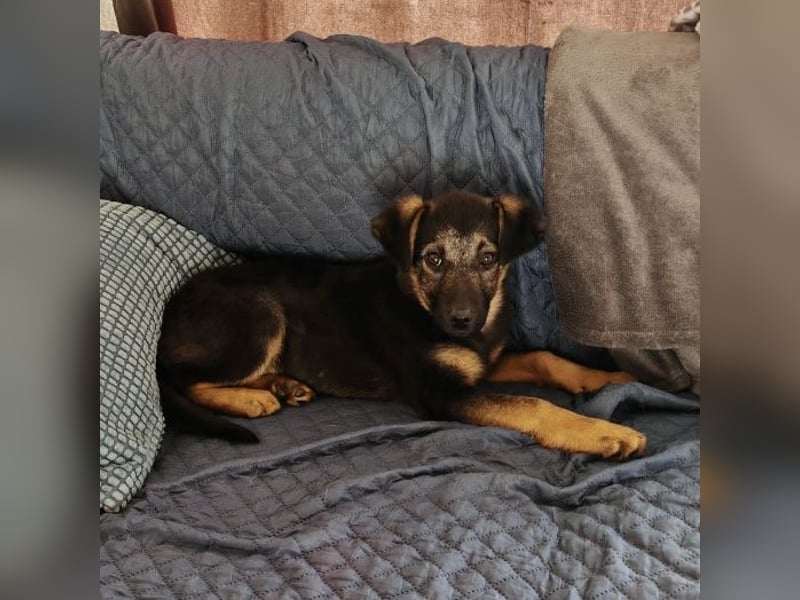 Penny ein sehr braves Welpenmädchen