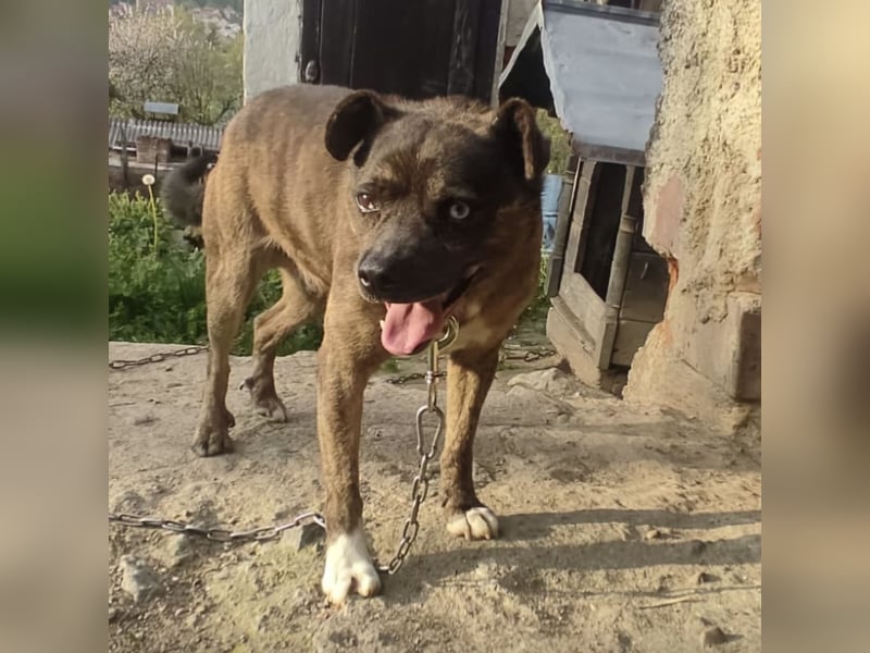 Edo - ein grausames Schicksal