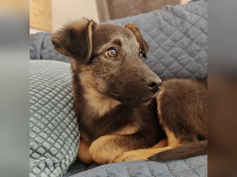 Penny ein sehr braves Welpenmädchen