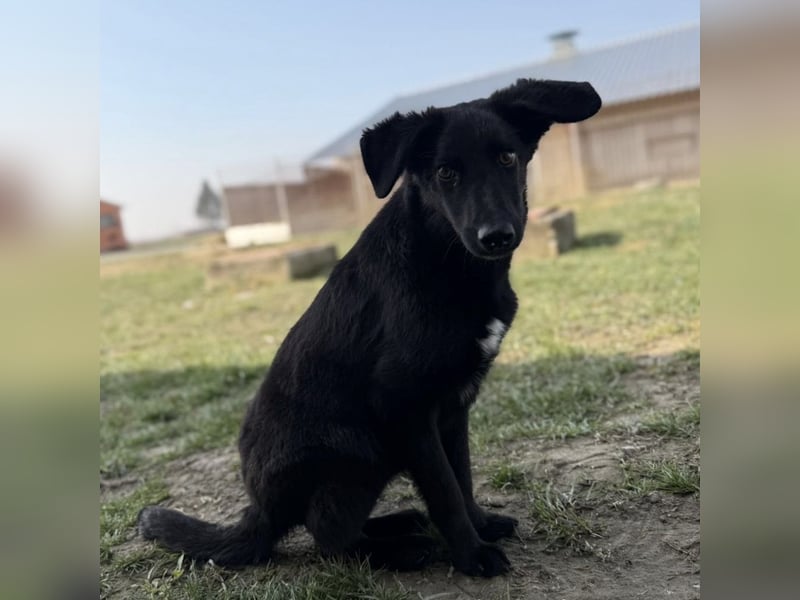 Ikko ein kleiner unglücklicher Engel