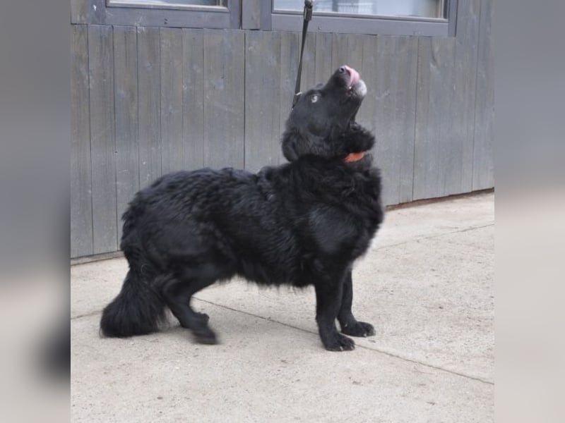 Otto ein pummeliger Bub