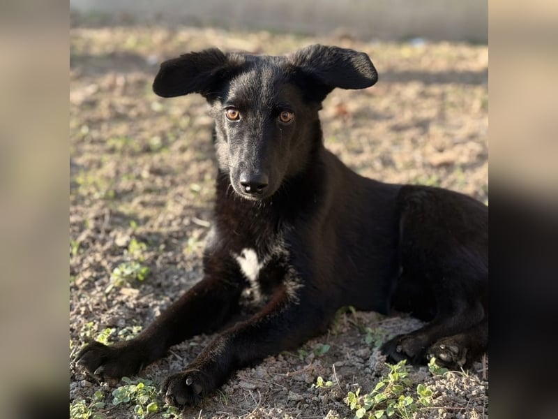 Ikko ein kleiner unglücklicher Engel
