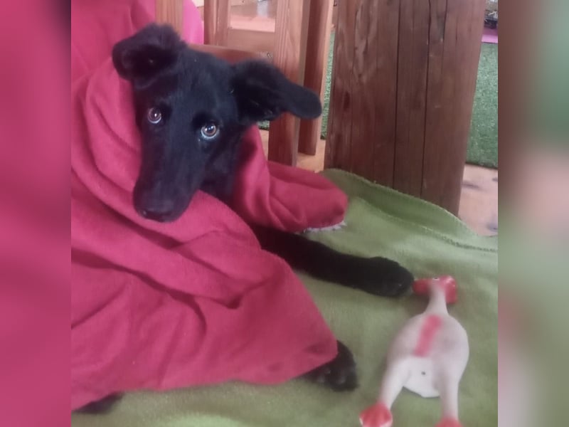 Ikko ein kleiner unglücklicher Engel