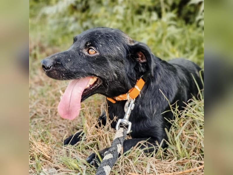 Mao ein mini Familienhund