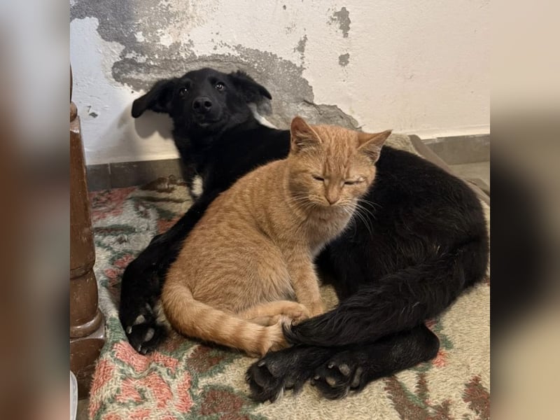 Ikko ein kleiner unglücklicher Engel