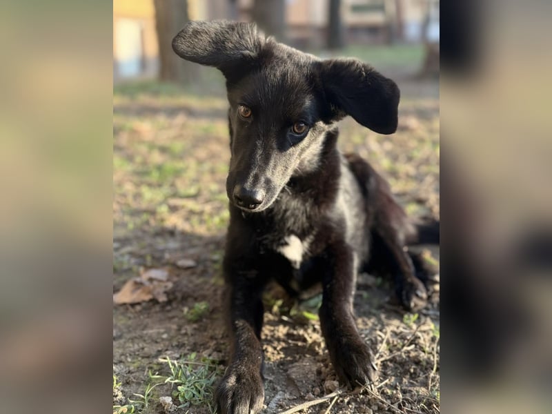 Ikko ein kleiner unglücklicher Engel