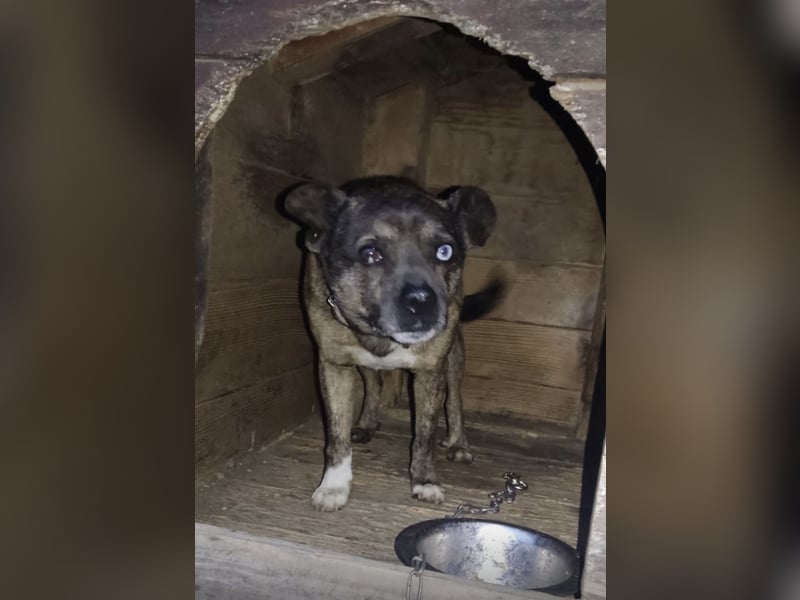 Edo - ein grausames Schicksal