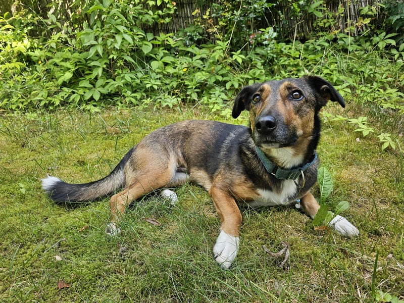 Zauberhafte Henriette wartet auf ihrer Pflegestelle in 07607