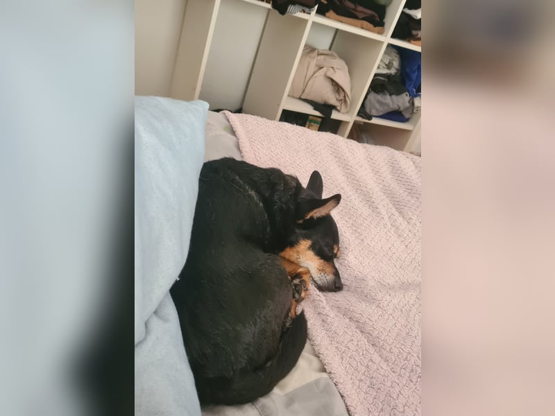 Sky sucht schweren Herzens ein liebevolles Zuhause für seinen Lebensabend