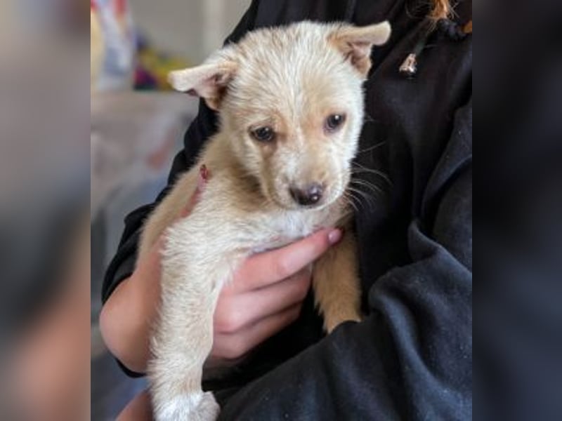 Penny ist eine kleine Herzensbrecherin