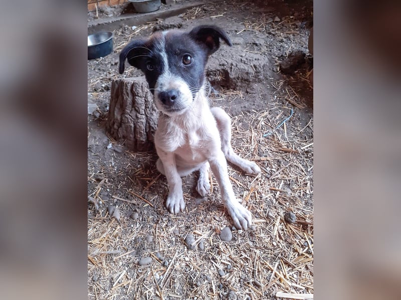 31W ist ein zartes Hundekind