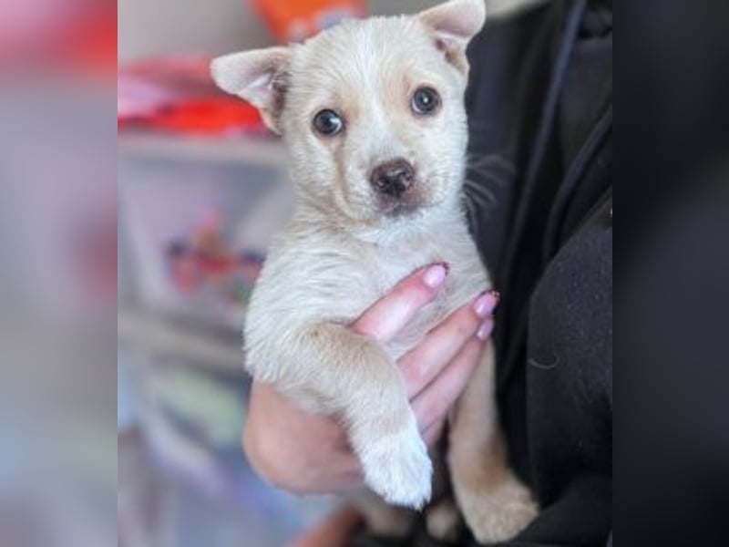 Penny ist eine kleine Herzensbrecherin