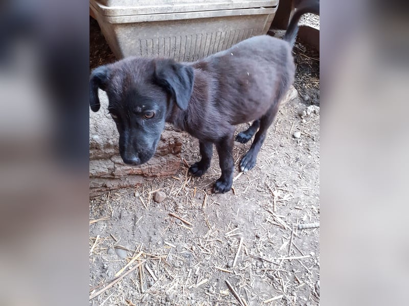 32W ist eine bezaubernde kleine Maus
