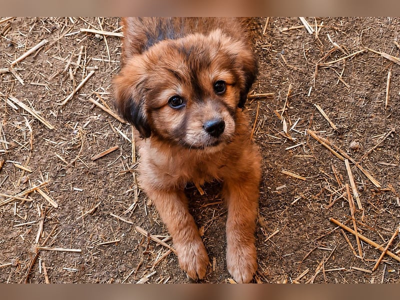 Gino - ist ein kleines Kuschelbärchen