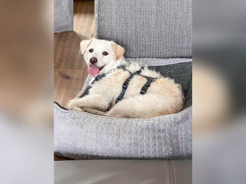 Blanca ist eine kleine Kuschelmaus zum Verlieben