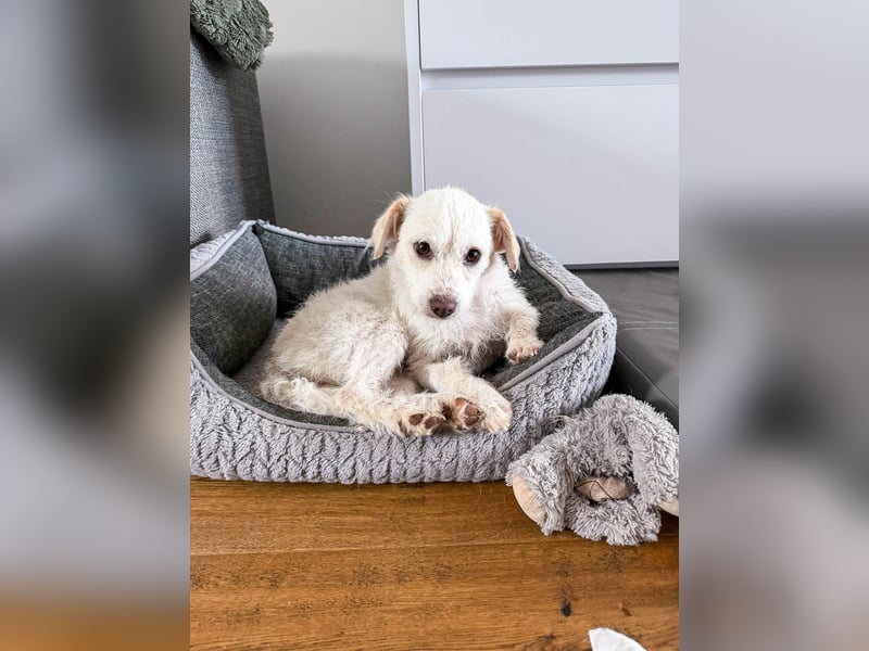 Blanca ist eine kleine Kuschelmaus zum Verlieben