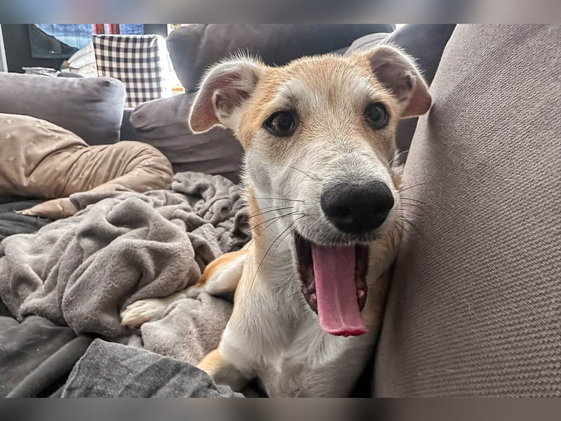 Maverick ist ein Kuschelbär