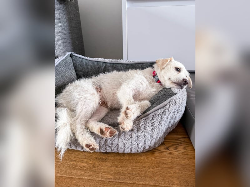 Blanca ist eine kleine Kuschelmaus zum Verlieben