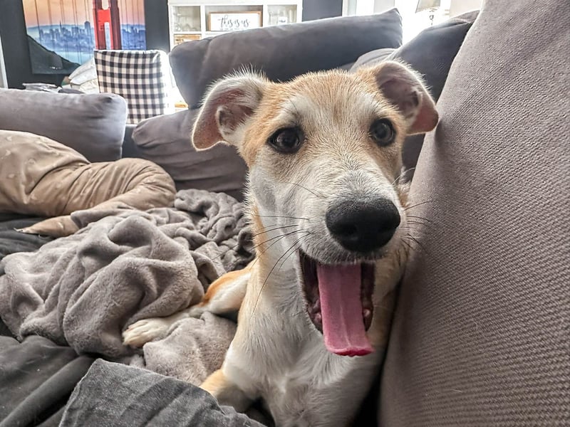 Maverick ist ein Kuschelbär