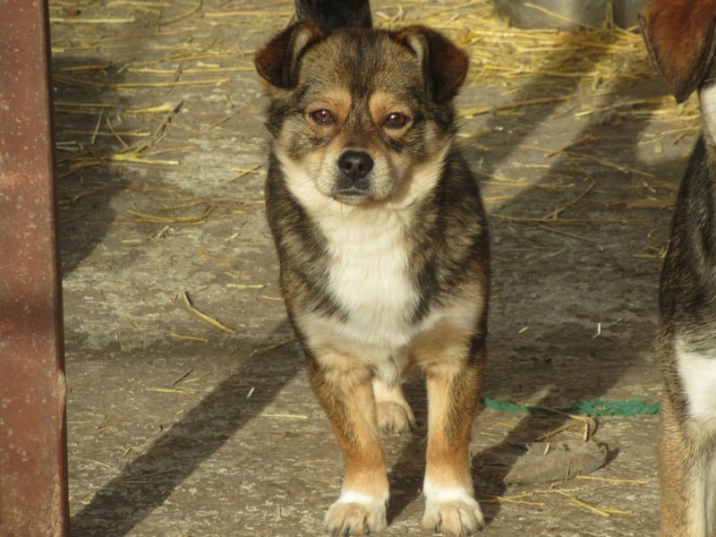 Grizzly - der kleine Teddy
