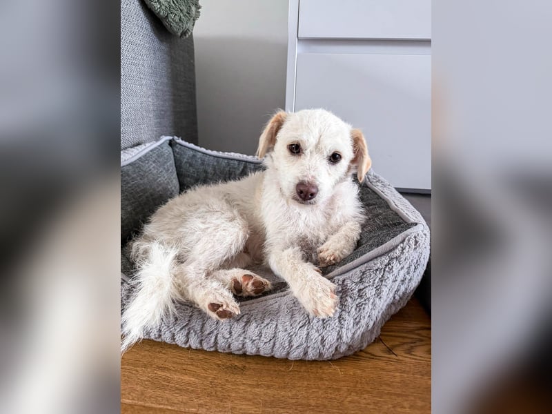 Blanca ist eine kleine Kuschelmaus zum Verlieben