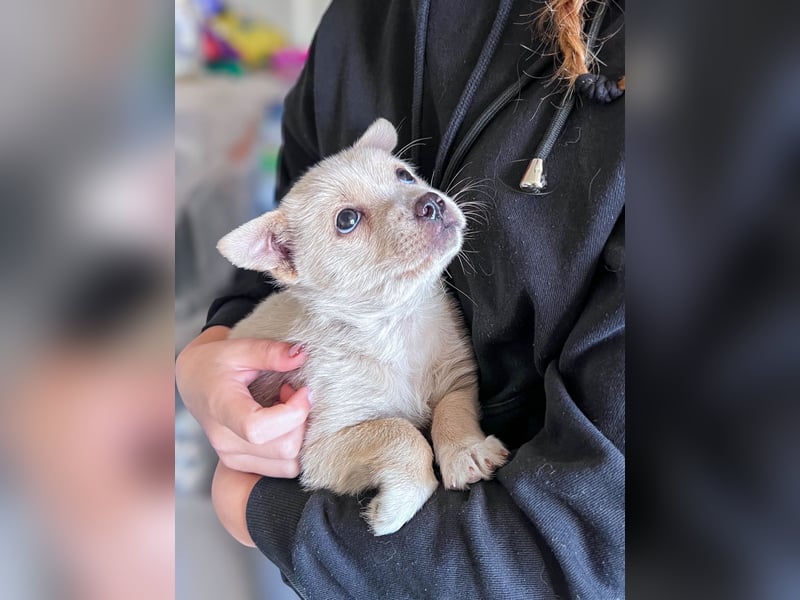 Penny ist eine kleine Herzensbrecherin