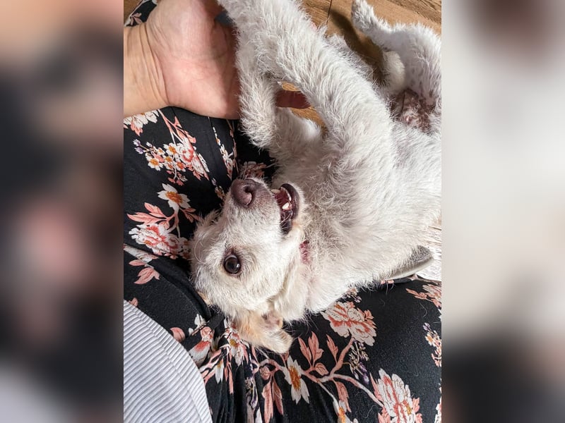 Blanca ist eine kleine Kuschelmaus zum Verlieben