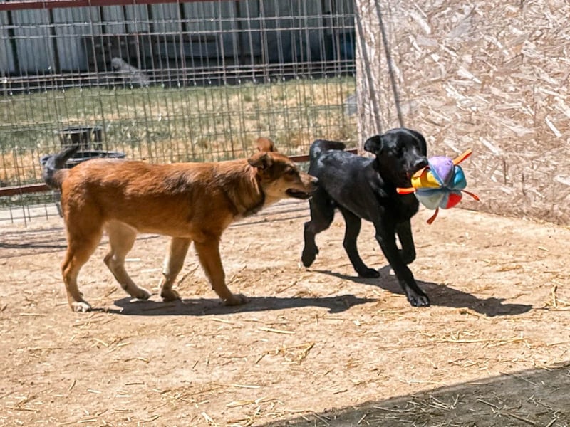 Django - der Hahn im Korb
