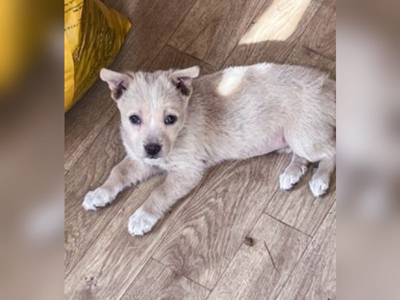 Penny ist eine kleine Herzensbrecherin