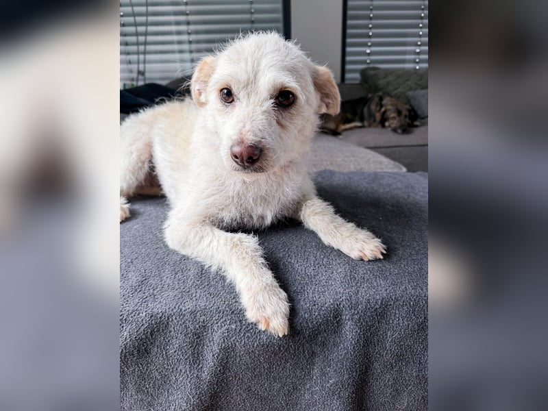 Blanca ist eine kleine Kuschelmaus zum Verlieben