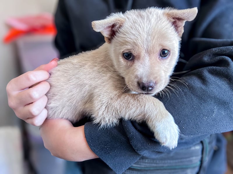 Penny ist eine kleine Herzensbrecherin