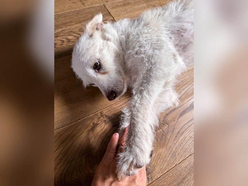 Blanca ist eine kleine Kuschelmaus zum Verlieben