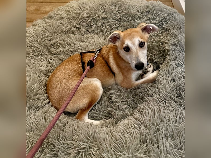 Maverick ist ein Kuschelbär