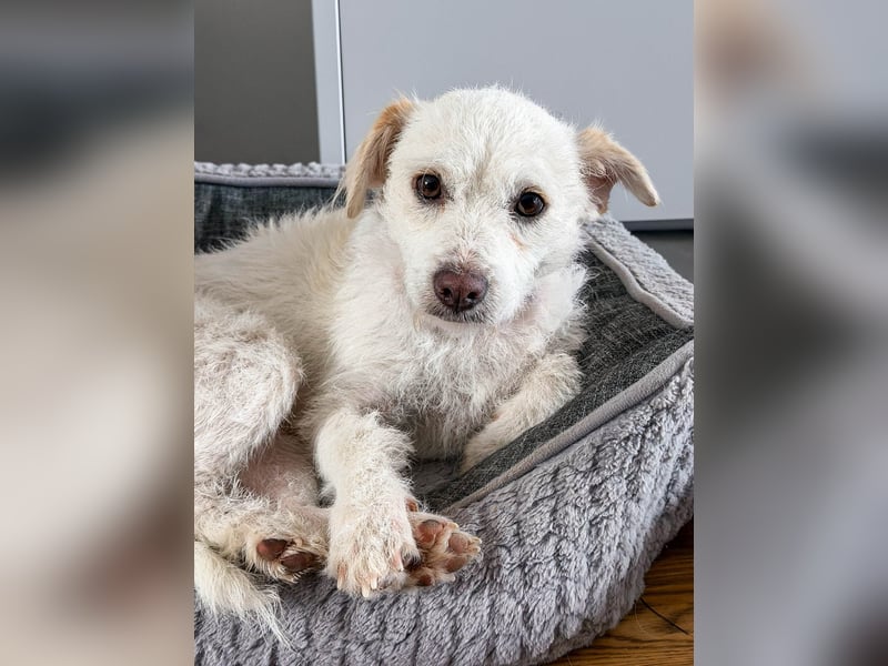 Blanca ist eine kleine Kuschelmaus zum Verlieben