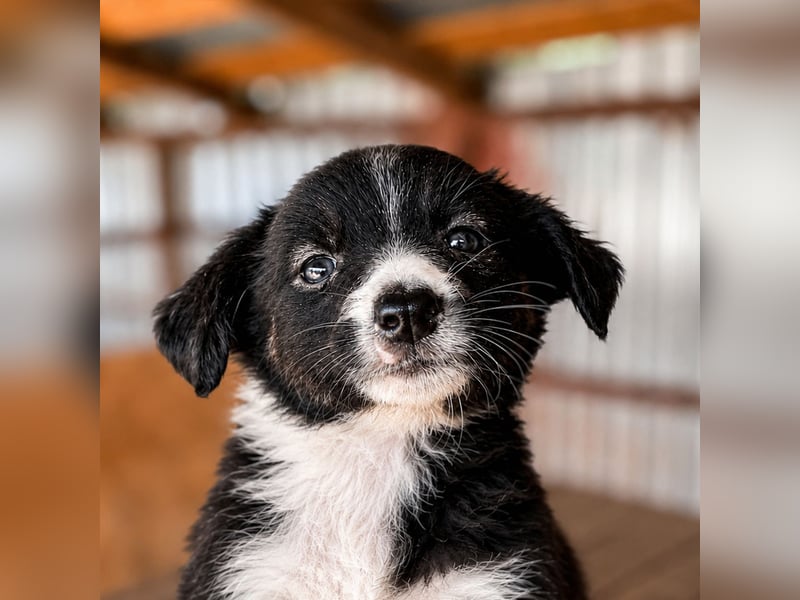 Lucy ist ein kleines Zuckerschnütchen