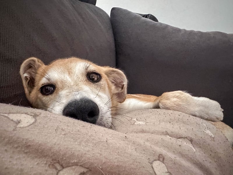 Maverick ist ein Kuschelbär